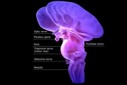 Labeled diagram of the brainstem