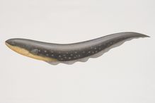 Illustration of an electric eel