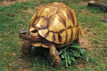 Angonoka Tortoise (Geochelone yniphora
