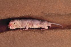 The naked mole rat, Heterocephalus glaber, lives in the drier regions of East Africa.