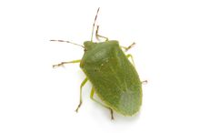 Green stink bug