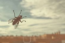 Close-Up of Housefly on Glass Window