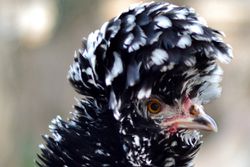 Polish Frizzle Hen