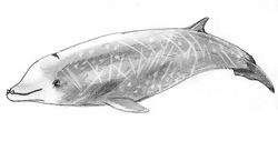 Drawing of a Cuvier's Beaked Whale