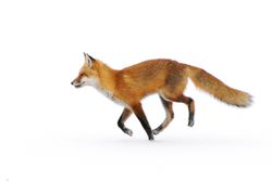 The red fox is widely distributed worldwide.