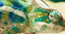 Close up shot of chameleon with multiple shades of green, blue, white, and brown.