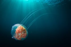 What Is a Jellyfish?