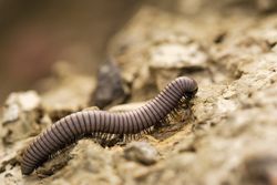 A millipode walking on the ground.