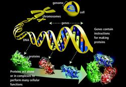 Genes and Proteins