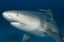 bull shark