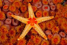 Starfish atop coral