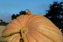 California Growers Compete For Largest Pumpkin Honors