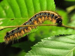 Eastern Tent Caterpillar