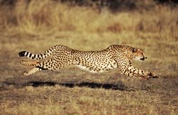 A cheetah leaves the ground between leaps when running.