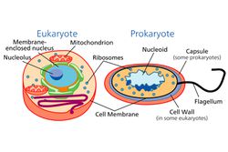 Prokaryotic and Eukaryotic Cells