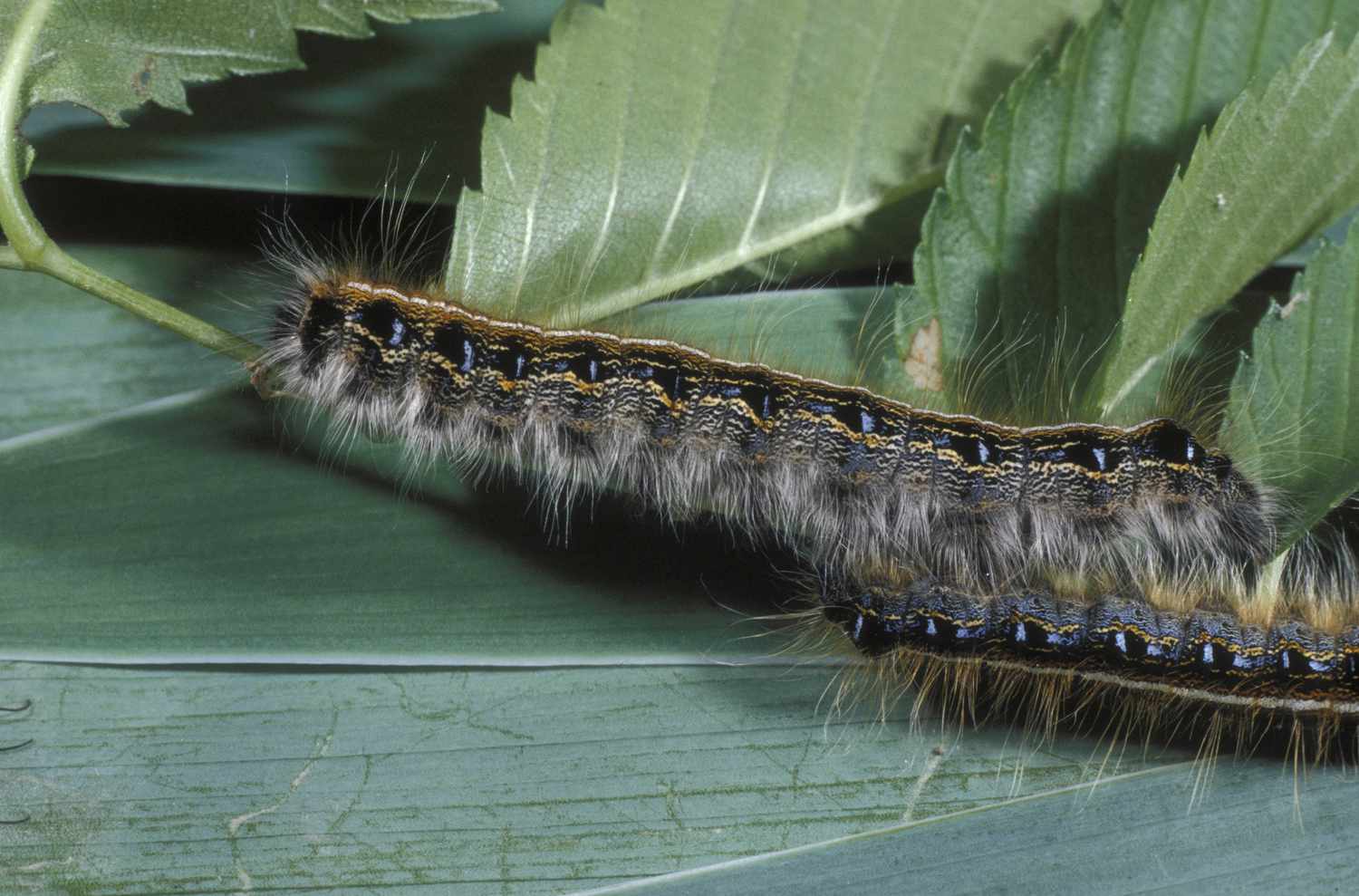 Close-up of eastern tent caterpillar.