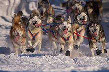 Iditarod huskies