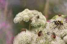 Close up of insects on flower blossoms.