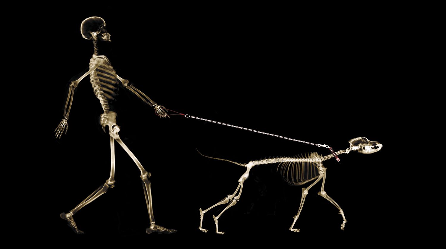 X-ray of dog on leash pulling master