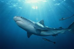 Tiger shark (Galeocerdo cuvier), seen from under sunny waters