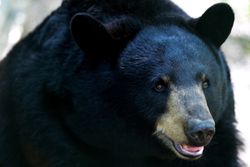 Close-Up Of Black Bear