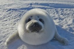 Seal Pup, Canada