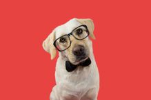 ELEGANT AND CLASSY DOG WITH GLASSES AND BLACK TIE. TILTING HEAD. ISOLATED AGAINST CORAL TREND BACKGROUND.