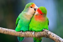 Lovebirds