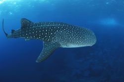 Whale Shark Whale Shark, Rhincodon typus