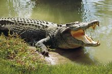 saltwater crocodile