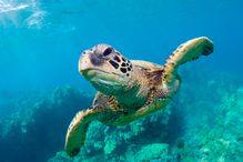 Sea turtle swims underwater