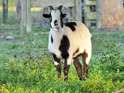 Tennessee fainting goat