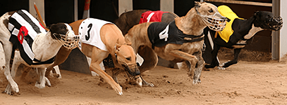 understanding greyhound racing