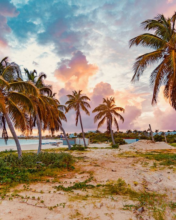 Palm trees on the beach shore in The Valley, Anguilla