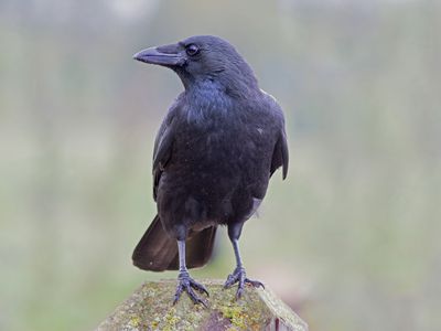 A crow on a rock