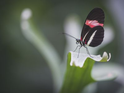 Postman butterfly in butterfly house