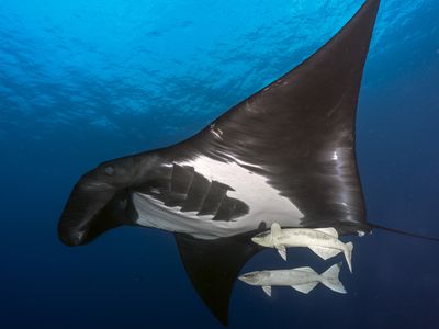 Oceanic manta swimming with two remoras