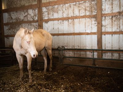 Horse with eye injury in filthy stall