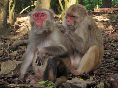 Rhesus macaques on Cayo Santiago