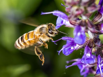 honeybee on purple flower