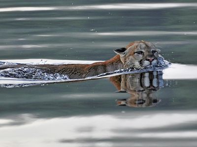 A cougar swimming in the water