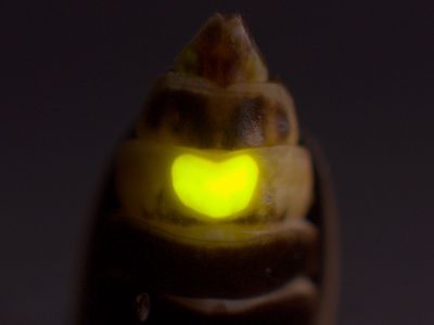 The heart-shaped light of a firefly in close-up