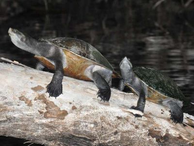 Freshwater turtle basking at night