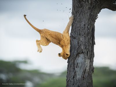 lion cub tumbling out of tree