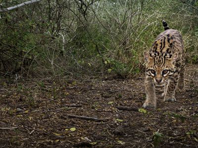 Ocelot roams brush in South Texas