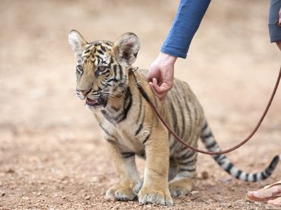 Tiger cub on a leash