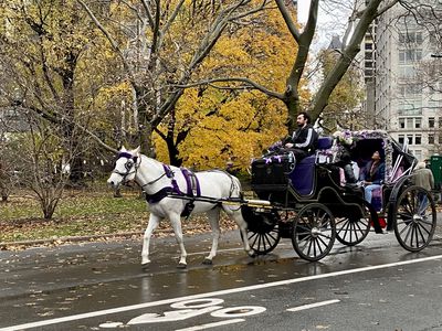 Horse pulling carriage in Central Park, New York City.