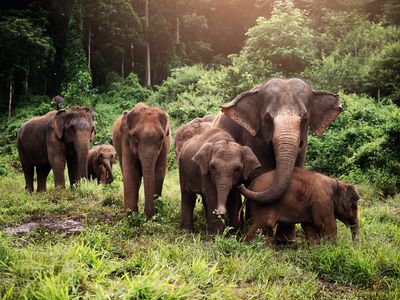 wildlife of asian elephants herd in the wild