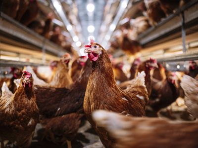 Indoor farm of hens that lay eggs.