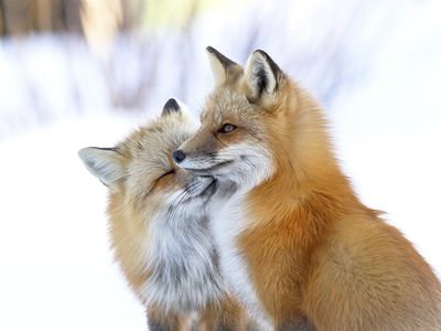 nuzzling red foxes
